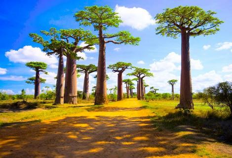 Mirajul insulei Madagascar