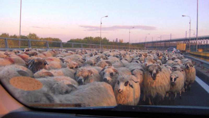 VIDEO! Cu turma de oi, pe autostrada!