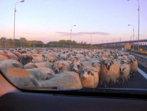 VIDEO! Cu turma de oi, pe autostrada!