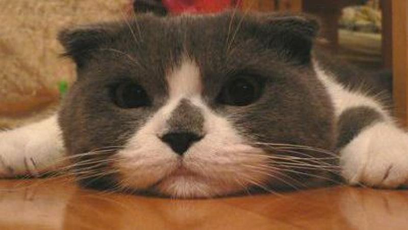 Scottish Fold, pisicuta cu urechile scurte