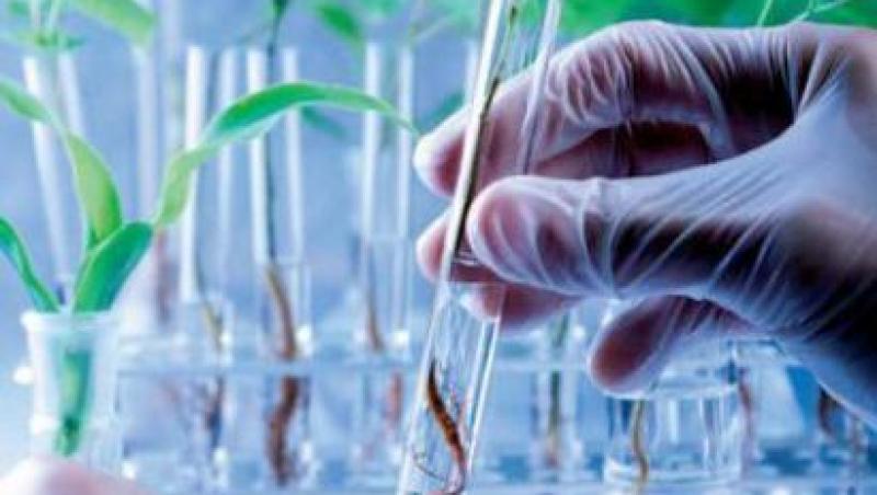 Dilema: Sunt sigure pentru sanatate produsele modificate genetic?