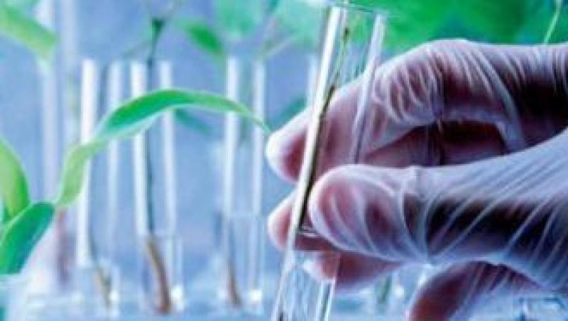 Dilema: Sunt sigure pentru sanatate produsele modificate genetic?