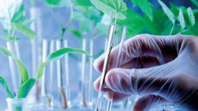 Sunt sigure pentru sanatate produsele modificate genetic?