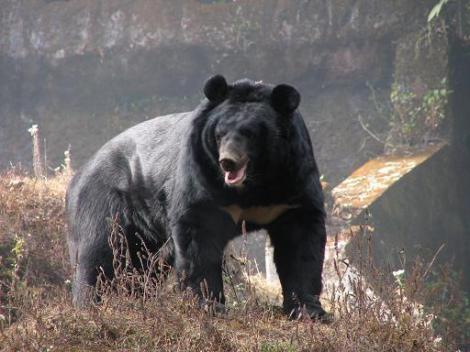Un chinez a incercat sa scoata din Rusia 28 de Kg de labe de urs himalayan