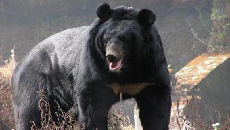 Un chinez a incercat sa scoata din Rusia 28 de Kg de labe de urs himalayan