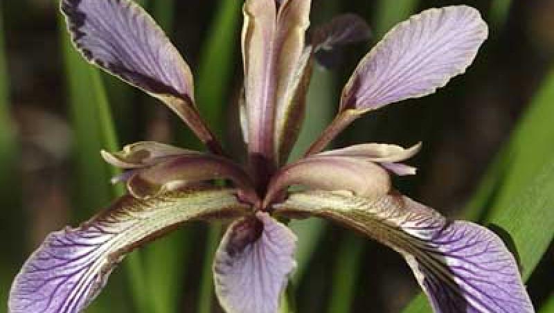 Iris Foetidissima, o planta pentru gradini delicate