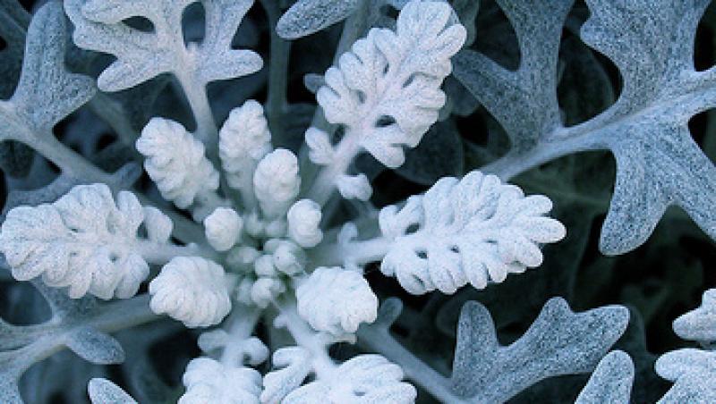 Senecio Cineraria, planta argintie