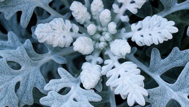 Senecio Cineraria, planta argintie