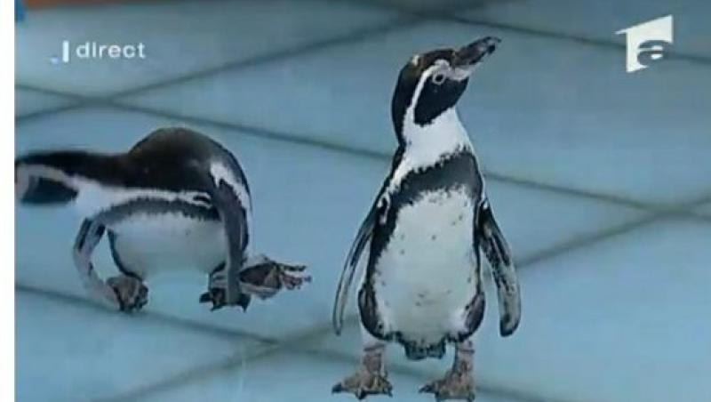 FOTO! Pinguini la Acces Direct