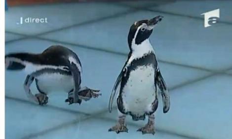 FOTO! Pinguini la Acces Direct