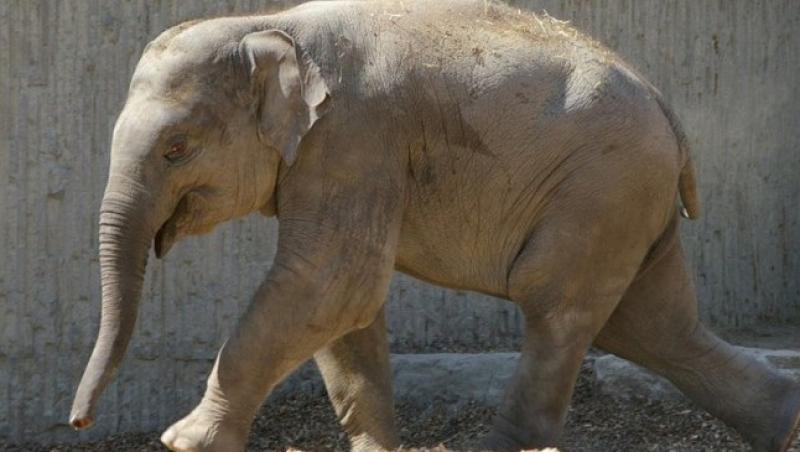 VIDEO! Primul elefant nascut in Australia