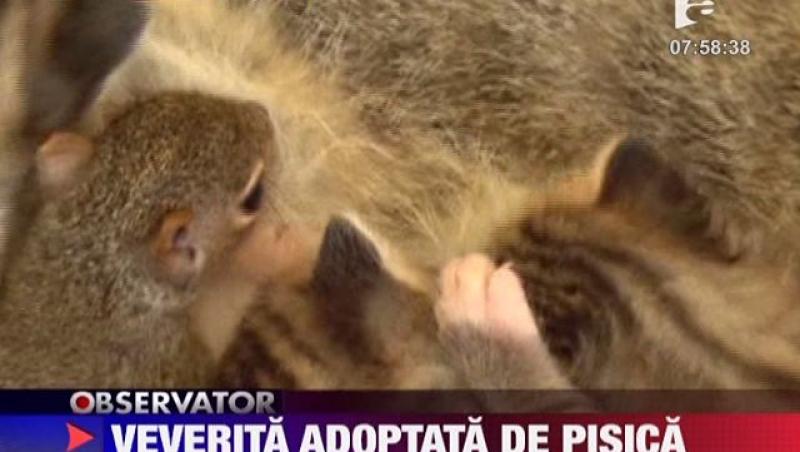 VIDEO! O pisica a adoptat un pui de veverita