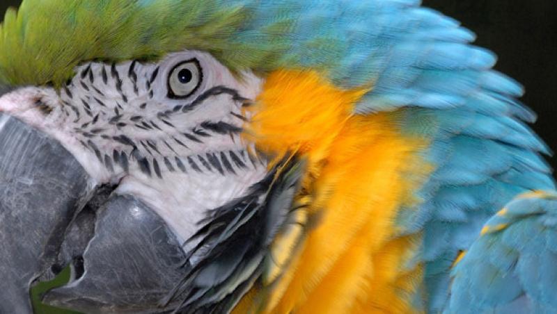 Papagal arestat in Columbia, pentru ca avertiza traficantii de prezenta politiei