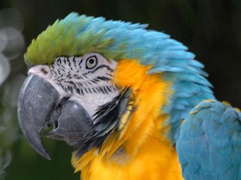 Papagal arestat in Columbia, pentru ca avertiza traficantii de prezenta politiei