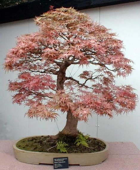 Bonsai, suiseki si saikei: nu doar copaci in miniatura, ci arta