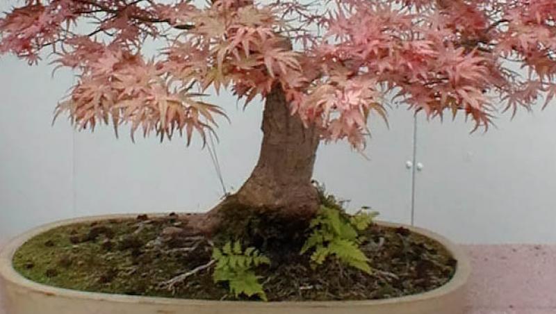 Bonsai, suiseki si saikei: nu doar copaci in miniatura, ci arta