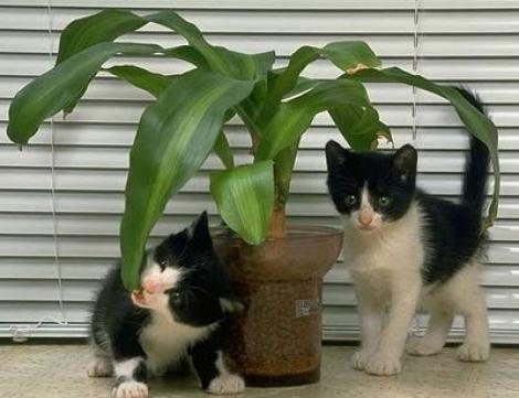 Leacurile din plante, benefice si pentru pisici