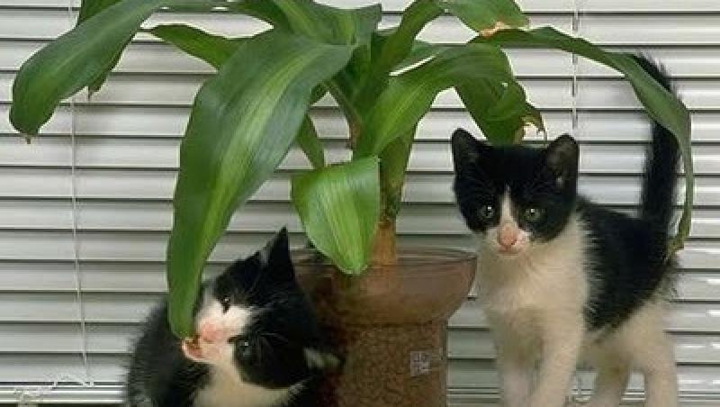 Leacurile din plante, benefice si pentru pisici