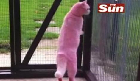VIDEO! Misterul pisicii roz