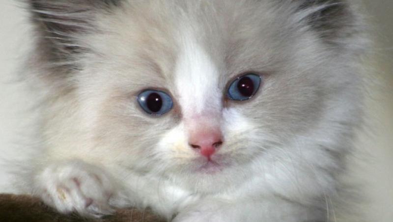 Ragdoll, pisica ideala de familie