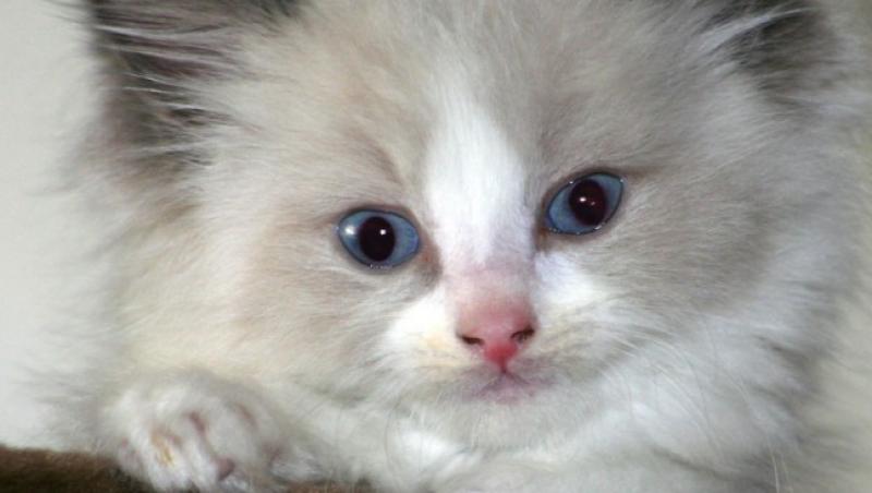 Ragdoll, pisica ideala de familie