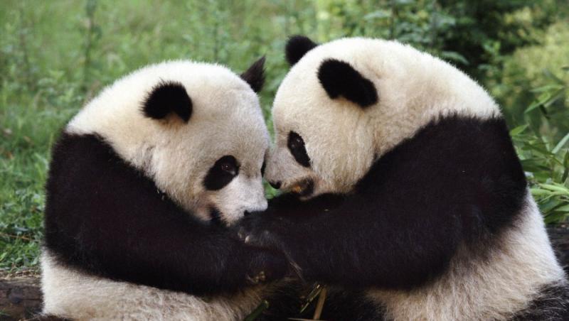 VIDEO! Micii panda descopera lumea