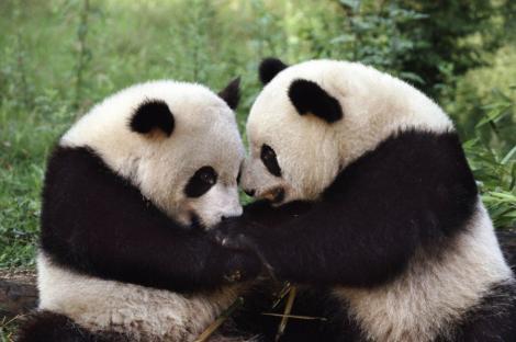 VIDEO! Micii panda descopera lumea