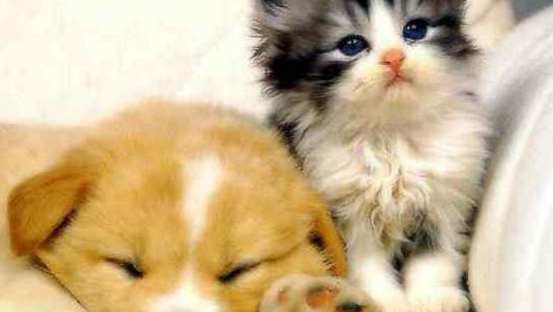 VIDEO! Sterilizarea la caini si pisici, daunatoare sau benefica?
