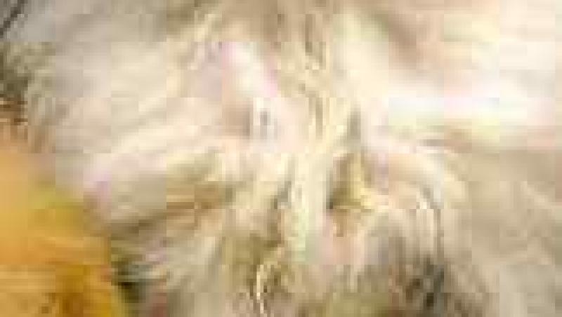 VIDEO! Sterilizarea la caini si pisici, daunatoare sau benefica?