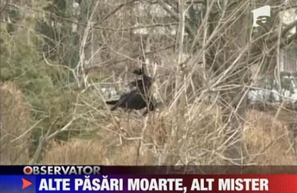 VIDEO! Alte zeci de pasari moarte in Constanta