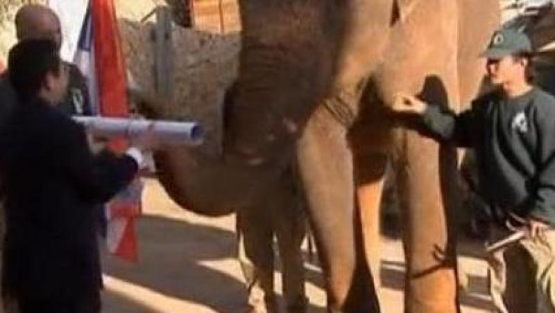 VIDEO! Un elefant inmaneaza cecuri