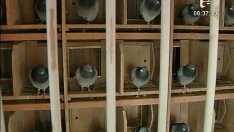 Belgia: Porumbei vanduti cu 1.3 milioane de euro la licitatie
