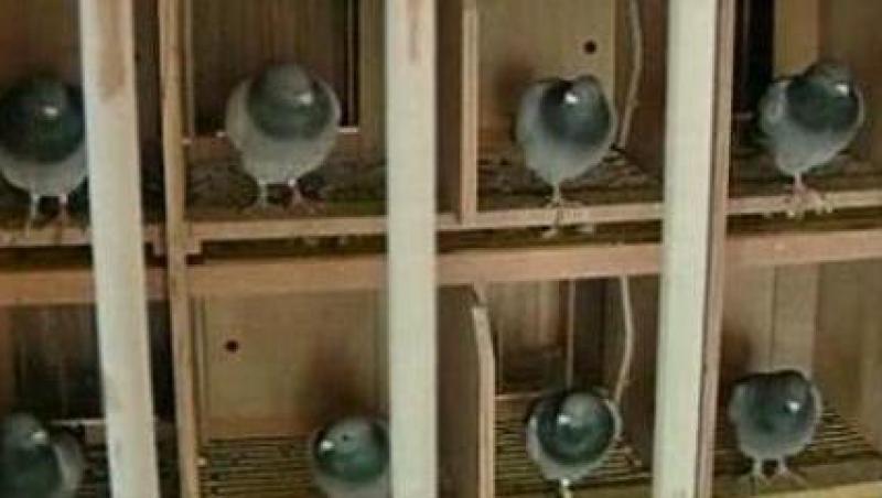 Belgia: Porumbei vanduti cu 1.3 milioane de euro la licitatie