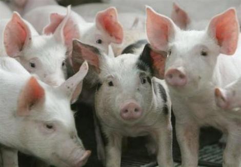 ANSVSA: Carnea cu dioxina din Germania nu a ajuns in Romania