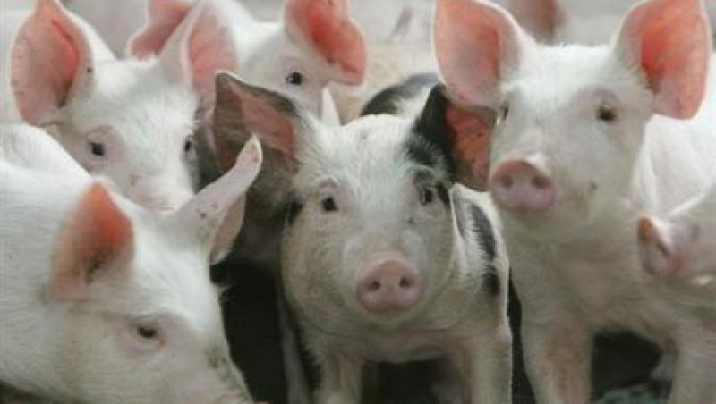 ANSVSA: Carnea cu dioxina din Germania nu a ajuns in Romania