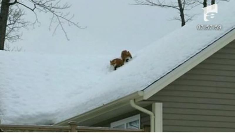 Un cuplu de vulpi are vizuina pe acoperisul unei case din Canada
