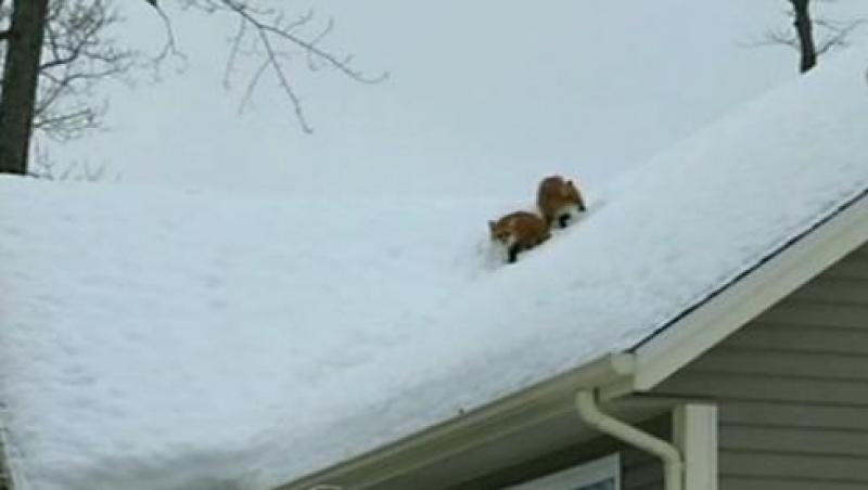 Un cuplu de vulpi are vizuina pe acoperisul unei case din Canada