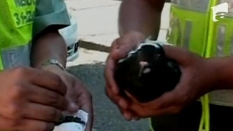Columbia: A fost capturat primul porumbel traficant de droguri