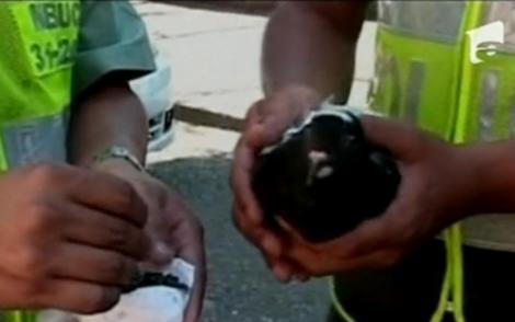 Columbia: A fost capturat primul porumbel traficant de droguri