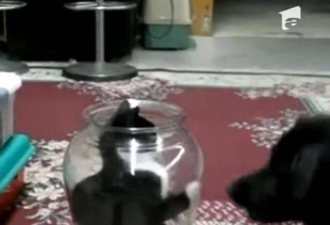 VIDEO! Pisica blanda zgarie rau... din acvariu