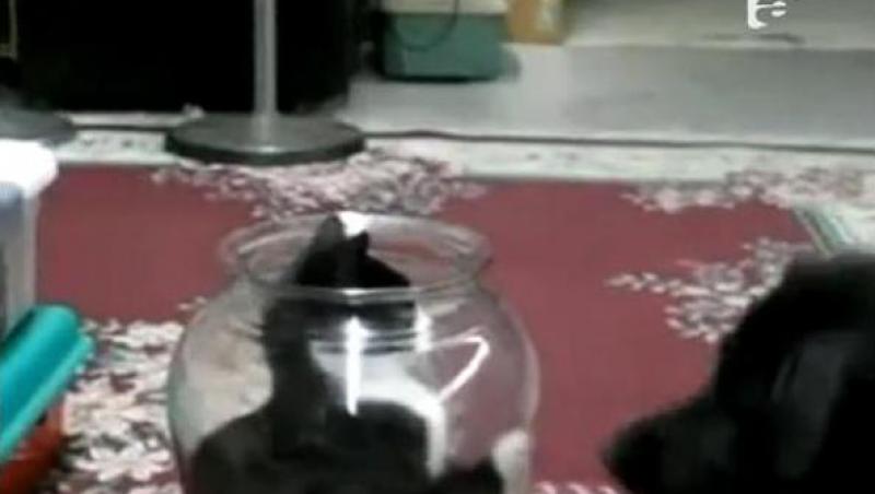 VIDEO! Pisica blanda zgarie rau... din acvariu