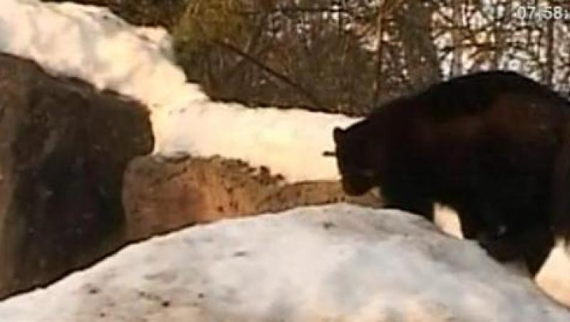 VIDEO! Familie de jderi indragostita de zapada