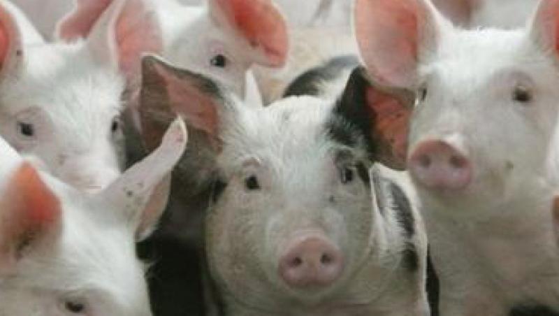 Carne de porc din Germania, posibil contaminata cu dioxina, in rafturile din Romania