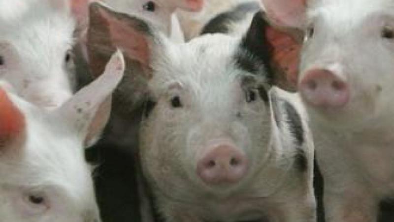 Carne de porc din Germania, posibil contaminata cu dioxina, in rafturile din Romania