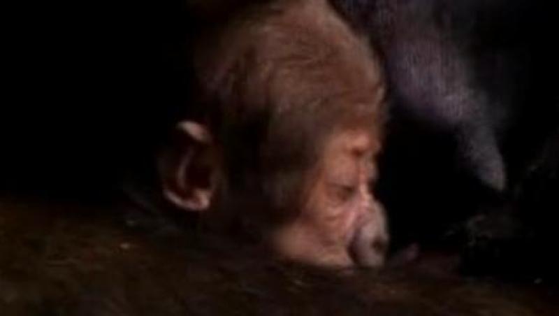 VIDEO! Gorila de 10 zile, vedeta la Zoo, in Sydney