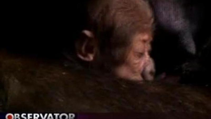 VIDEO! Gorila de 10 zile, vedeta la Zoo, in Sydney