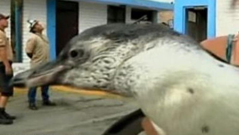 VIDEO! Un pinguin ratacit a devenit vedeta in Peru