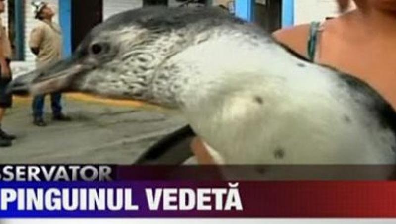 VIDEO! Un pinguin ratacit a devenit vedeta in Peru