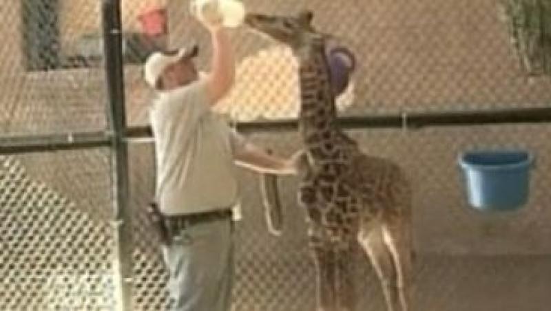 VIDEO! Un pui de girafa, atractia Gradinii Zoologice din Santa Barbara