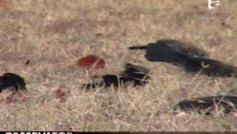 VIDEO! SUA: Peste 1.000 de pasari moarte au cazut pe strazile unui oras
